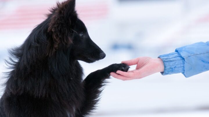 שחר אזולאי: מאלף כלבים בצפון